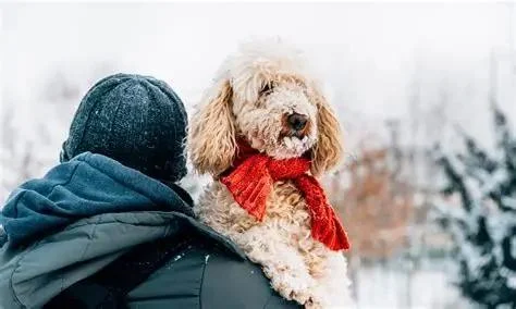 What Every Pet Owner Should Know About Seasonal Pet Care