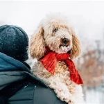 What Every Pet Owner Should Know About Seasonal Pet Care