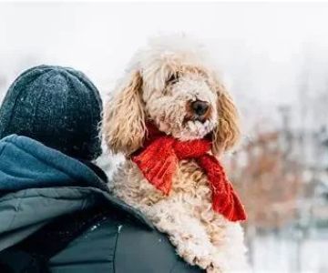 What Every Pet Owner Should Know About Seasonal Pet Care