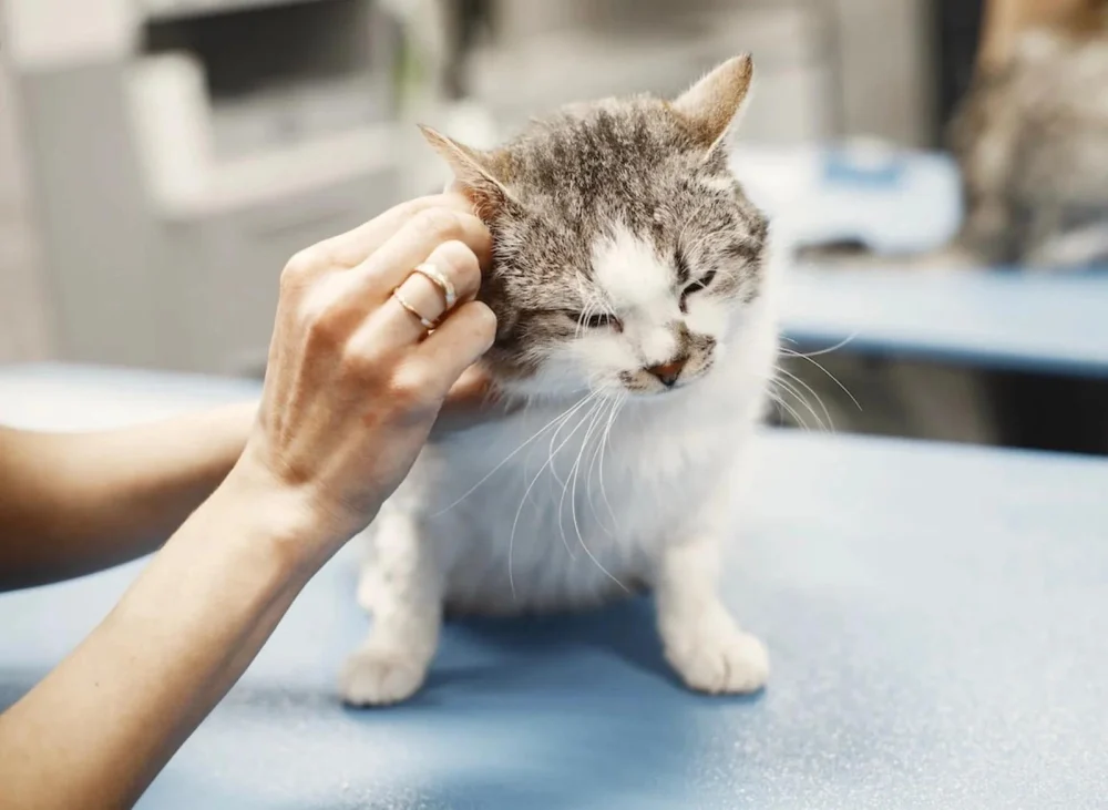 Pet Diseases: What Vets Want You to Know