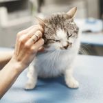 Pet Diseases: What Vets Want You to Know