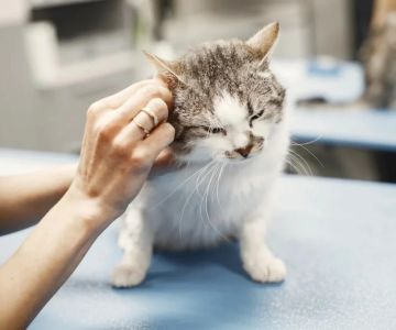 Pet Diseases: What Vets Want You to Know