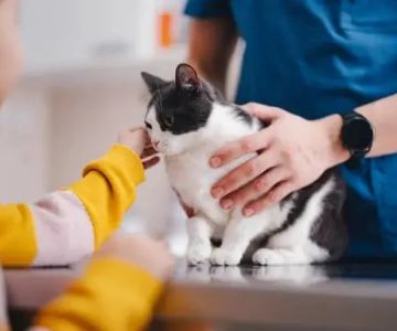 What Every Pet Owner Should Know About Veterinary Advice