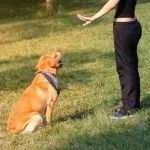 Expert Advice on Pet Behavior That Every Owner Should Know