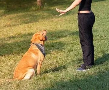 Expert Advice on Pet Behavior That Every Owner Should Know