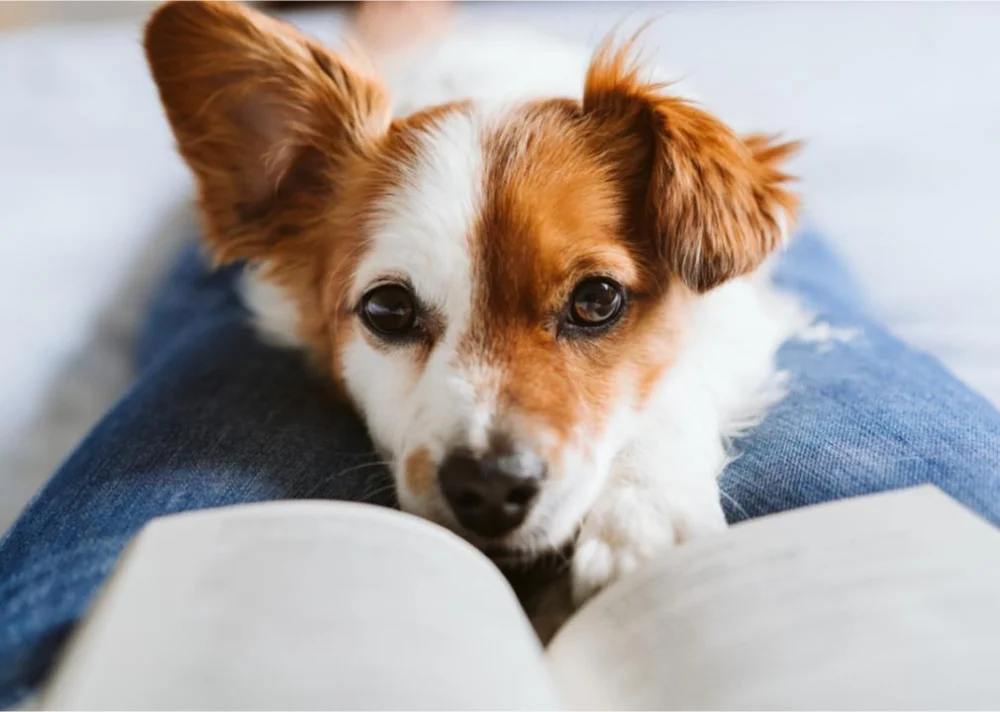 What Every Pet Owner Should Know About Pet Aging