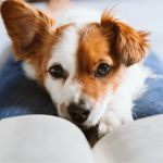 What Every Pet Owner Should Know About Pet Aging