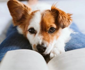 What Every Pet Owner Should Know About Pet Aging