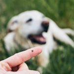 Common Mistakes in Parasite Prevention and How to Avoid Them