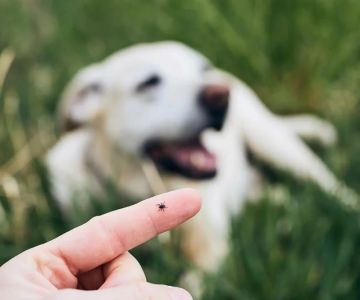 Common Mistakes in Parasite Prevention and How to Avoid Them