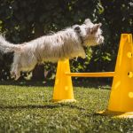 The Ultimate Guide to Pet Training: Tips, Tools & Expert Advice