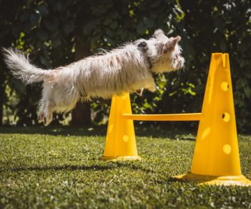 The Ultimate Guide to Pet Training: Tips, Tools & Expert Advice