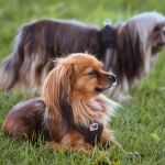 The Dos and Don'ts of Veterinary Advice: Protecting Your Pet with Confidence