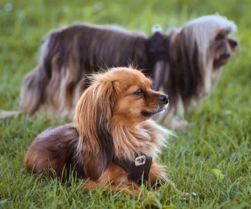 The Dos and Don'ts of Veterinary Advice: Protecting Your Pet with Confidence