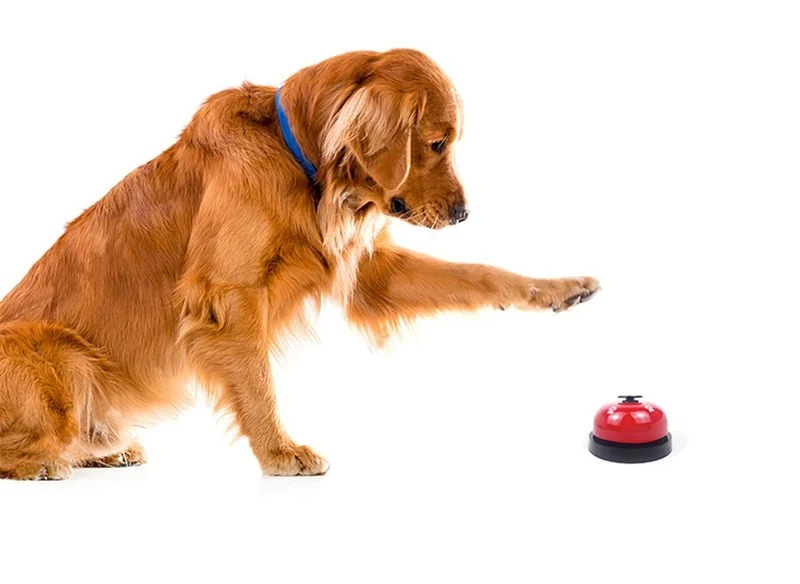 Top 7 Tips for Pet Training: Build Positive Habits with Confidence