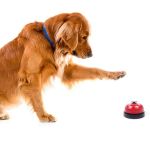 Top 7 Tips for Pet Training: Build Positive Habits with Confidence