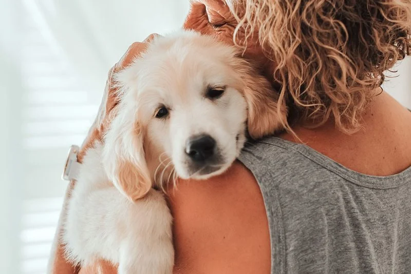 The Ultimate Guide to Pet Safety: Protecting Your Pet Every Day