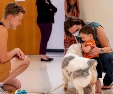 Beginner's Guide to Pet Safety | Essential Tips for a Safe Pet Home