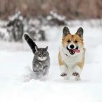 Is Your Seasonal Pet Care on Track? | Year-Round Wellness Tips for Pets