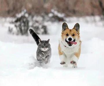 Is Your Seasonal Pet Care on Track? | Year-Round Wellness Tips for Pets