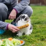 Beginner's Guide to Pet Health | Essential Tips for New Pet Owners