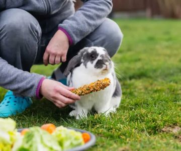 Beginner's Guide to Pet Health | Essential Tips for New Pet Owners