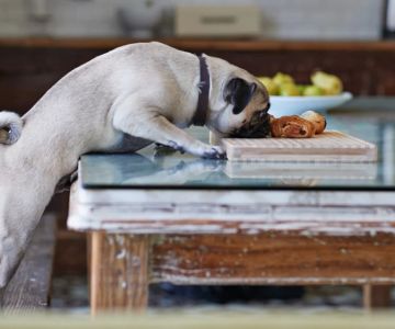 Top 14 Tips for Pet Health | Expert Advice for Happier, Healthier Pets