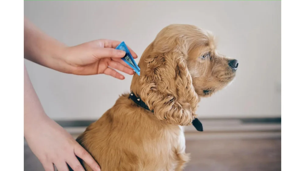 Top 11 Tips for Parasite Prevention in Pets | Safe & Effective Methods