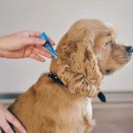 Top 11 Tips for Parasite Prevention in Pets | Safe & Effective Methods