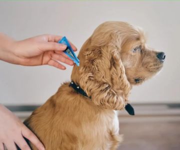 Top 11 Tips for Parasite Prevention in Pets | Safe & Effective Methods