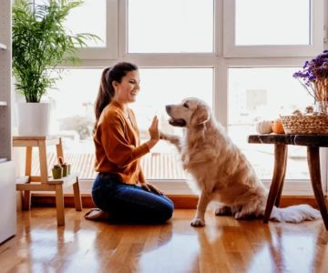 Beginner's Guide to Pet Behavior: Understanding and Improving Your Pet's Actions