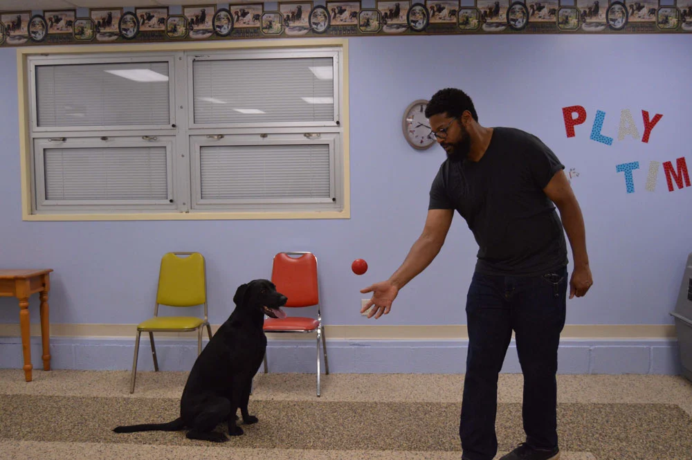 Top 7 Tips for Pet Training: Build Trust, Consistency, and Good Behavior