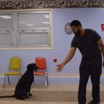 Top 7 Tips for Pet Training: Build Trust, Consistency, and Good Behavior