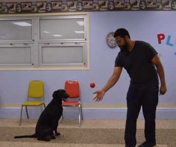 Top 7 Tips for Pet Training: Build Trust, Consistency, and Good Behavior