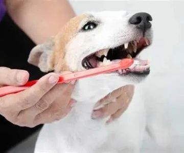 How to Improve Your Pet’s Dental Health: Expert Tips and Daily Care