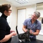Pet Travel: What Vets Want You to Know Before You Go