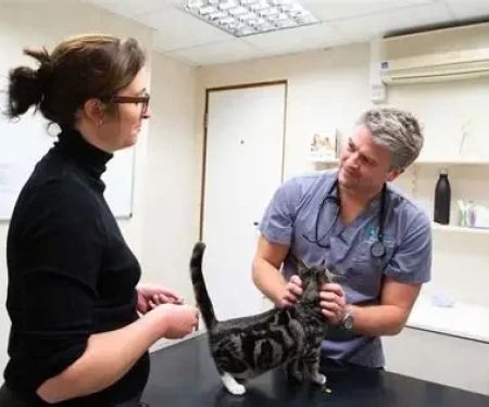 Pet Travel: What Vets Want You to Know Before You Go