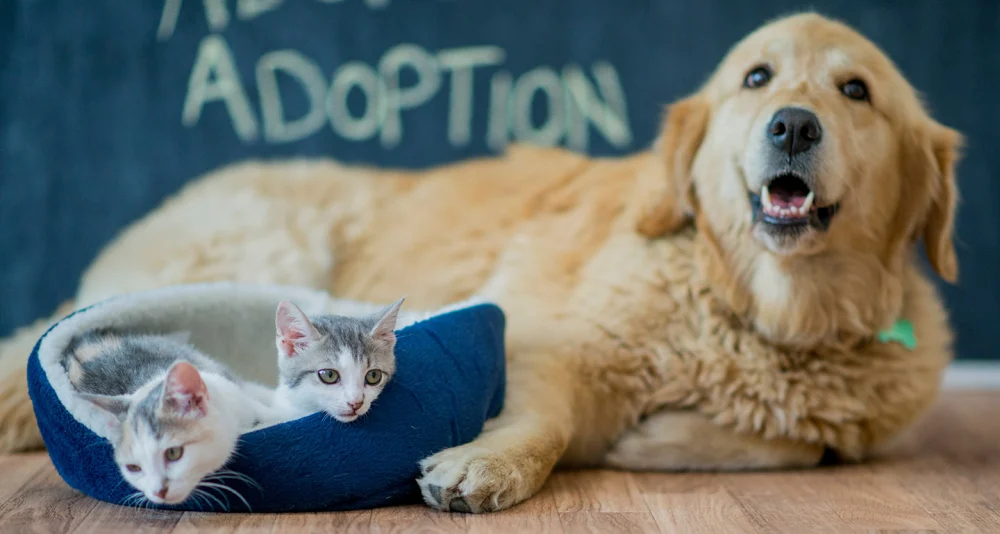 Top 11 Tips for Pet Adoption Every Future Owner Should Know