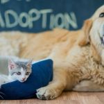 Top 11 Tips for Pet Adoption Every Future Owner Should Know