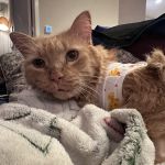 Veterinary Emergency Group