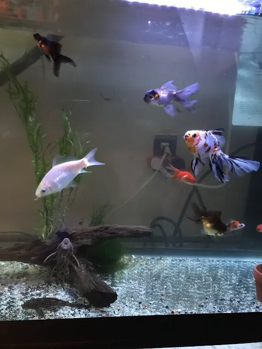 Aqua Star Pet Picture 2