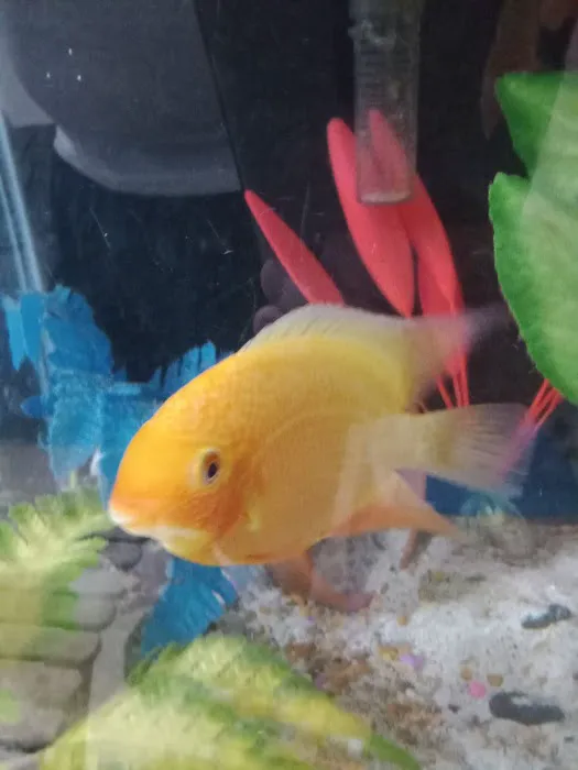 Aqua Star Pet Picture 4
