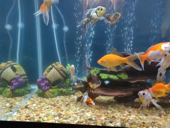 Aqua Star Pet Picture 8