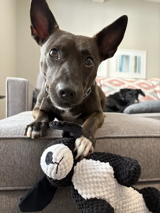Heart + Paw Picture 9
