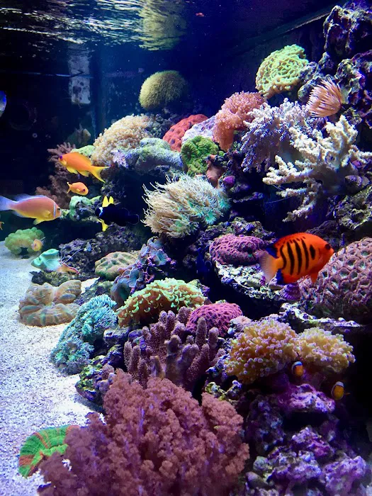 Reef Bar Aquarium Services Picture 4