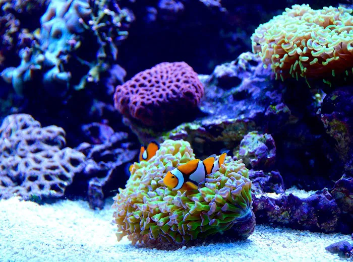 Reef Bar Aquarium Services Picture 1