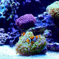 Reef Bar Aquarium Services ico