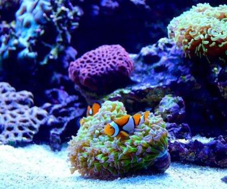 Reef Bar Aquarium Services