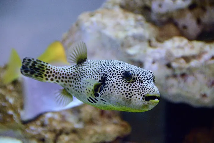 Reef Bar Aquarium Services Picture 2