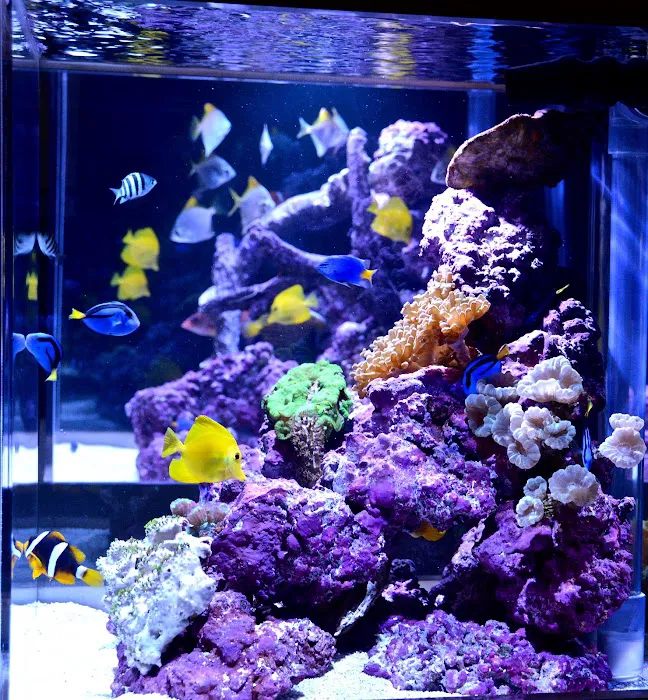 Reef Bar Aquarium Services Picture 6